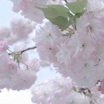 镇巴福瑞交流群